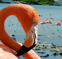 flamingo-jankok-250